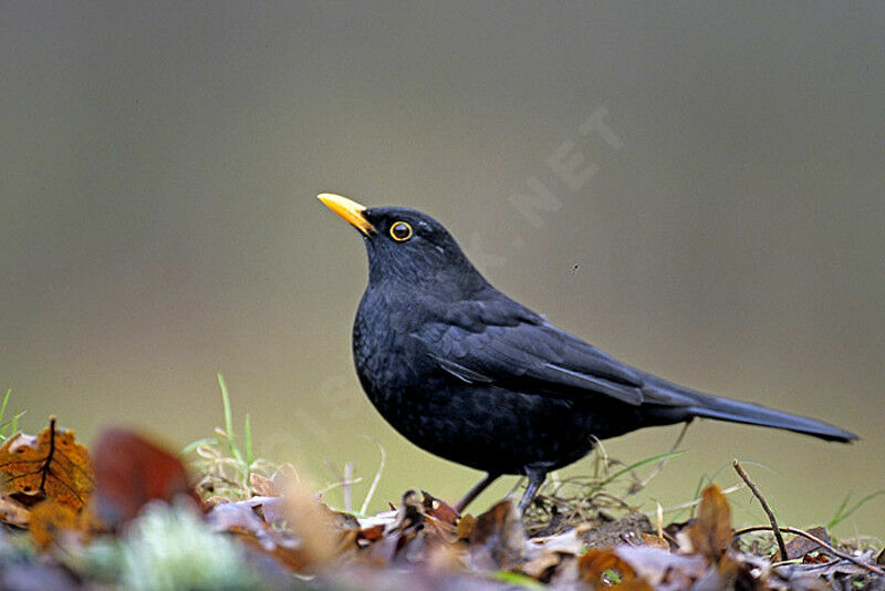 http://luis.casiano.oiseaux.net/images/merle.noir.luca.5g.jpg