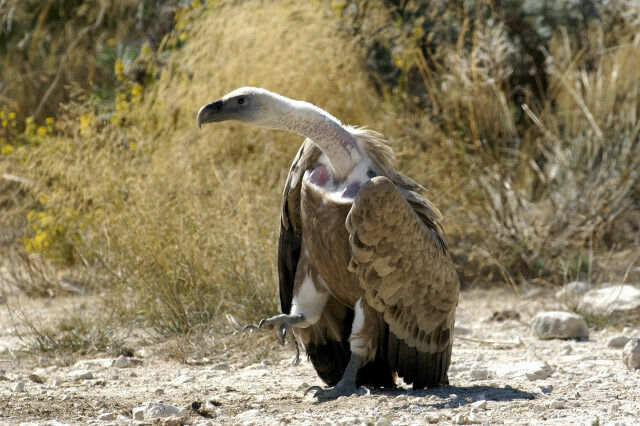 Griffon Vultureimmature